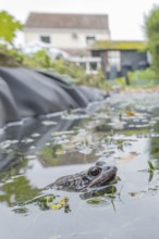 Common frog (Rana temporaria) adult amphibian on the water surface of a garden pond with a house in