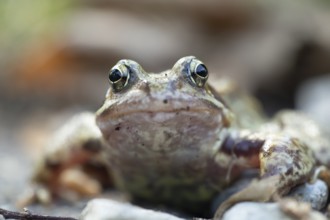 Common frog (Rana temporaria) adult amphibian in a garden in summer, England, United Kingdom