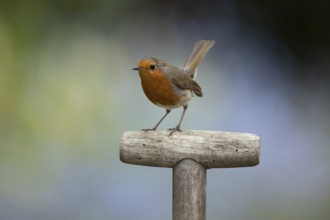 European robin (Erithacus rubecula) adult garden bird on a fork handle in spring, England, United