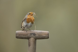 European robin (Erithacus rubecula) adult garden bird with nesting material in its beak on a fork