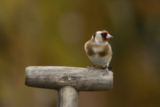 European goldfinch (Carduelis carduelis) adult garden bird on a fork handle in autumn, England,