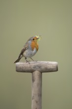 European robin (Erithacus rubecula) adult garden bird with nesting material in its beak on a fork
