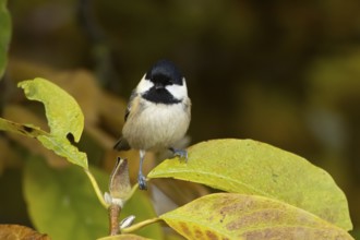 Coal tit (Periparus ater) adult garden bird in a Magnolia tree with autumn colour leaves, England,