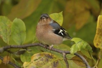 Eurasian chaffinch (Fringilla coelebs) adult male garden bird in a Magnolia tree with autumn colour