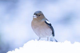 Eurasian chaffinch (Fringilla coelebs) adult male garden bird in snow in winter, England, United