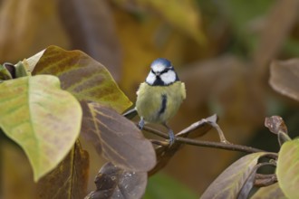 Blue tit (Cyanistes caeruleus) adult garden bird in a Magnolia tree with autumn colour leaves,
