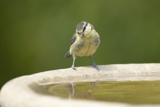 Blue tit (Cyanistes caeruleus) juvenile garden bird on a bird bath in summer, England, United