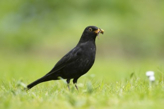 Eurasian blackbird (Turdus merula) adult male garden bird collecting grubs for food from a grass