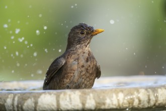 Eurasian blackbird (Turdus merula) adult female garden bird washing in a bird bath in spring,