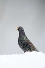 Common starling (Sturnus vulgaris) adult garden bird in snow in winter, England, United Kingdom