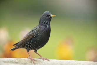 Common starling (Sturnus vulgaris) adult garden bird on a bird bath in spring, England, United