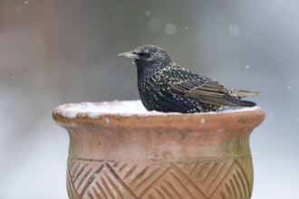 Common starling (Sturnus vulgaris) adult garden bird on snow covered plant pot in winter, England,
