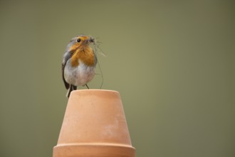European robin (Erithacus rubecula) adult garden bird with nesting material in its beak on a plant