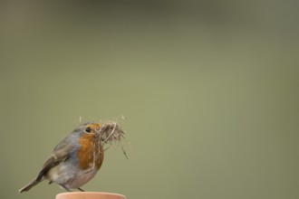 European robin (Erithacus rubecula) adult garden bird with nesting material in its beak in spring,