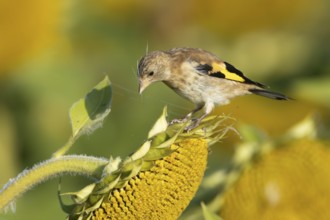 European goldfinch (Carduelis carduelis) juvenile garden bird on a sunflower seedhead in autumn,