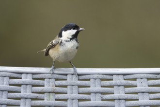 Coal tit (Periparus ater) adult garden bird on a plastic chair, England, United Kingdom