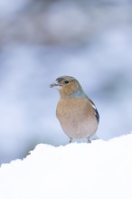 Eurasian chaffinch (Fringilla coelebs) adult male garden bird in snow in winter, England, United