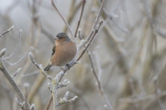 Eurasian chaffinch (Fringilla coelebs) adult male garden bird in a frost covered tree in winter,