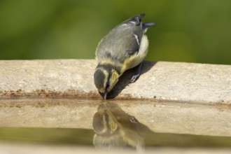 Blue tit (Cyanistes caeruleus) juvenile garden bird drinking water from a bird bath in summer,