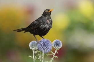 Euasian blackbird (Turdus merula) adult male garden bird on Globe thistle flowers in summer,