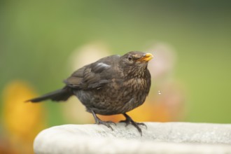 Eurasian blackbird (Turdus merula) adult female garden bird drinking water from a bird bath in
