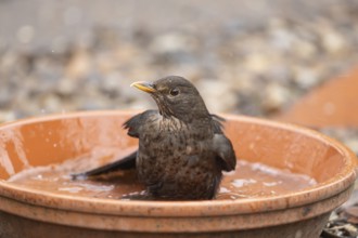 Eurasian blackbird (Turdus merula) adult female garden bird washing in a plant pot saucer in