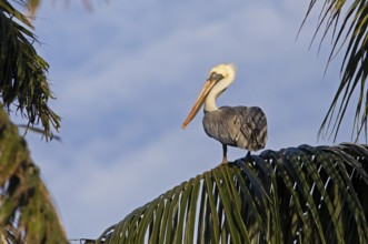 Pelican (Pelecanus) on a palm tree at the Rio Dulce, Livingston, Departamento Izabal, Guatemala