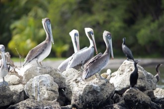 Pelicans (Pelecanus) at the river Rio Dulce, Livingston, Departamento Izabal, Guatemala