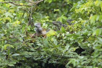 Green iguana (Iguana iguana) in the bushes by the Rio Dulce river, Livingston, Departamento Izabal,