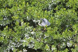 Canada Heron (Ardea herodias) on the banks of the Rio Dulce, Livingston, Departamento Izabal,