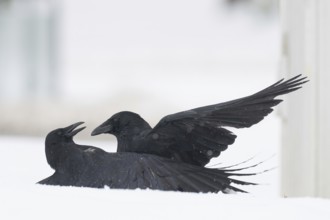 Two fighting crows (Corvus corone) in the snow, Hesse, Germany