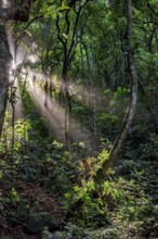 Sunlight penetrating the dense vegetation of the Brazilian rainforest, Rio de Janeiro, Brazil