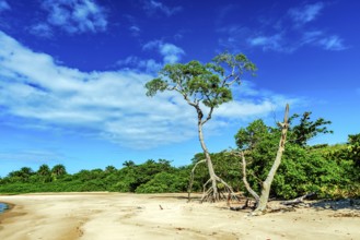 Typical Typical vegetation of the northeastern coast of Brazil on Sargi beach in Serra Grande,