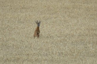 Roe deer (Capreolus capreolus) adult male roebuck buck mammal running through a farmland wheat