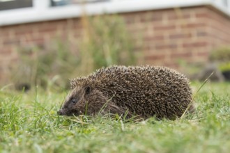 European hedgehog (Erinaceus europaeus) adult mammal on a garden grass lawn with a house in the