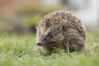 European hedgehog (Erinaceus europaeus) adult mammal walking on a garden grass lawn in summer,