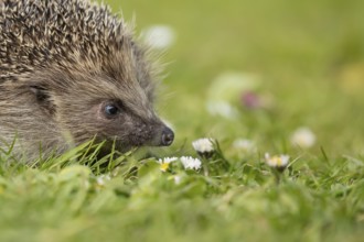 European hedgehog (Erinaceus europaeus) adult mammal on a garden grass lawn with daisy flowers in