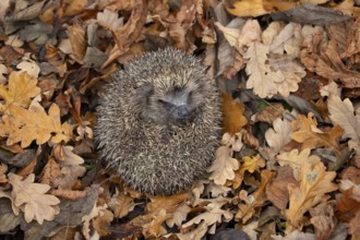 European hedgehog (Erinaceus europaeus) adult mammal sleeping during hibernation on fallen autumn
