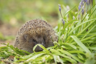 European hedgehog (Erinaceus europaeus) adult mammal in a garden with Bluebell flowers in spring,