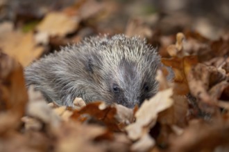 European hedgehog (Erinaceus europaeus) adult mammal resting on fallen autumn colour leaves,