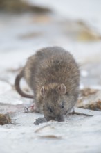 Brown rat (Rattus norvegicus) adult mammal searching for food on frozen ground in winter, England,