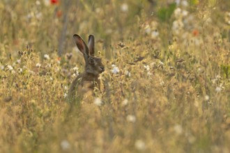European brown hare (Lepus europaeus) adult mammal amongst wildflowers in summer, England, United