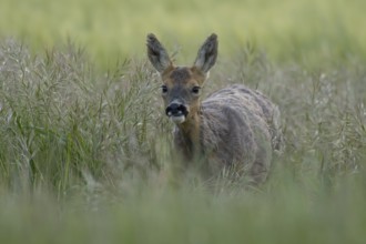 Roe deer (Capreolus capreolus) adult female doe animal in a farmland cereal field in summer,
