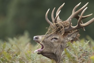 Red deer (Cervus elaphus) adult male stag mammal roaring during the rutting season amongst bracken