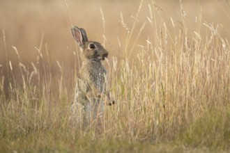 European rabbit (Oryctolagus cuniculus) adult wild mammal feeding in long grass in summer, England,