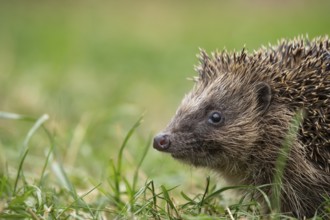 European hedgehog (Erinaceus europaeus) adult mammal on a garden grass lawn in summer, England,