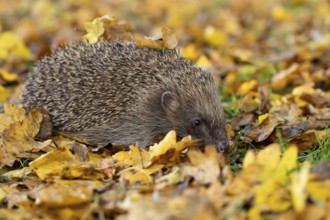 European hedgehog (Erinaceus europaeus) adult mammal walking on fallen autumn colour leaves in a