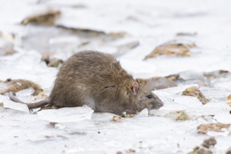 Brown rat (Rattus norvegicus) adult mammal searching for food on frozen ground in winter, England,