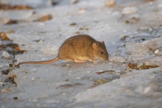 Brown rat (Rattus norvegicus) adult mammal eating seed on frozen ground in winter, England, United