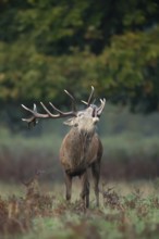Red deer (Cervus elaphus) adult male stag mammal roaring during the rutting season in autumn,